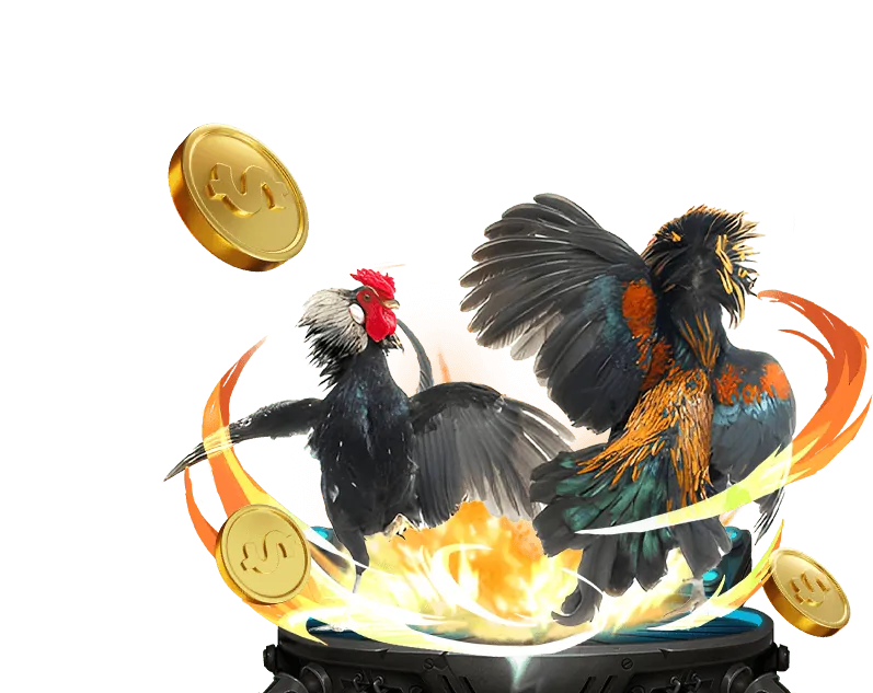 Đá gà trực tuyến trên đấu trường với khán giả hò reo